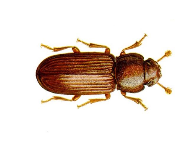 Tribolium brun de la farine